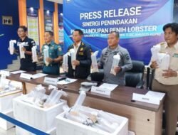 Upaya Penyelundupan Benih Lobster ke Malaysia Senilai Rp 19 Miliar Digagalkan di Kepulauan Riau