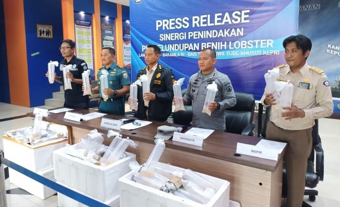 Upaya Penyelundupan Benih Lobster ke Malaysia Senilai Rp 19 Miliar Digagalkan di Kepulauan Riau