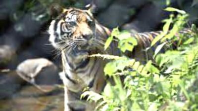 Penampakan Harimau Sumatra di Siak: Pekerja PT Arara Abadi Diminta Waspada
