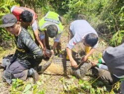 Ada Buaya Raksasa Dekat Bandara Hang Nadim Batam: Tim Gabungan Berhasil Menangkapnya