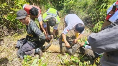 Ada Buaya Raksasa Dekat Bandara Tanjung Pinang: Tim Gabungan Berhasil Menangkapnya