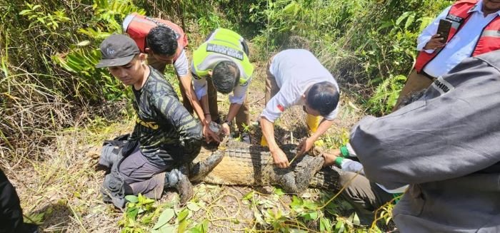 Ada Buaya Raksasa Dekat Bandara Tanjung Pinang: Tim Gabungan Berhasil Menangkapnya