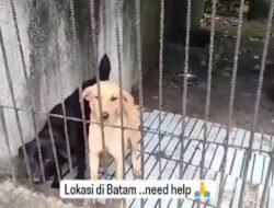Viral Video Mini Zoo Batam Tak Terawat Disorot Akun Pecinta Hewan